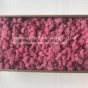 Creative Interior Decoration With Stabilized Lichen thumbnail-1