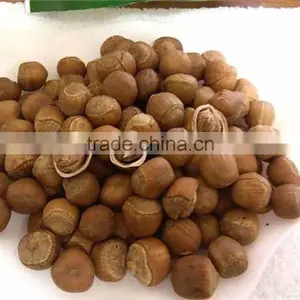 Special Grade Organic Natural Hazelnut thumbnail-1