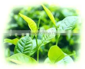 Hot Sale Pure Tea Tree Essential Oil8008-98-8 thumbnail-1
