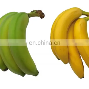 A Nutritious Fresh Banana From Vietnam thumbnail-2