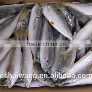 China Export Frozen Horse Mackerel Fish 100-120 Pcs thumbnail-2