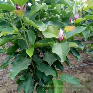 Prices of Magnolia Liliflora With Ground Diameters of 15 Cm, 18 Cm, and 12 cm in 2020. Cheap and Guaranteed Survival Rate. thumbnail-4