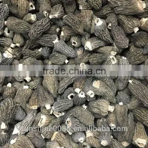New Crop High Quality in Season Cultivating Morel Mushrooms Morchella thumbnail-1