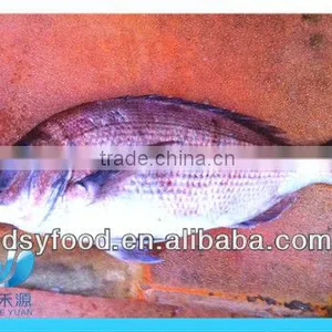 Supply New Catching Fresh Whole Seabream Fish thumbnail-5