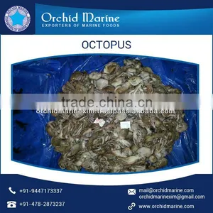 Frozen Baby Octopus (Octopus Ocellated) for Sale thumbnail-3