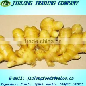 Ginger Price in China 2013 thumbnail-1