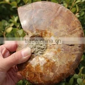 Wholesale Natural Snail Fossils Animals Fossils thumbnail-4
