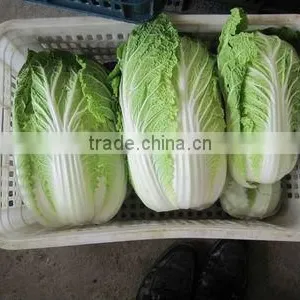 Chinese Green Cabbage thumbnail-1