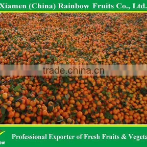 Shatang Mandarin thumbnail-4