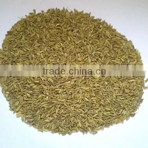 Fennel Seeds thumbnail-1