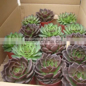 Echeveia 'Black Prince' of Succulent Plants thumbnail-2