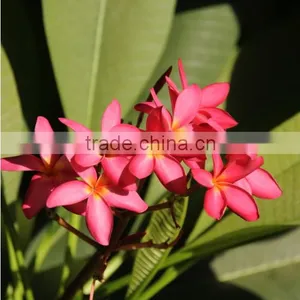 Natural Outdoor Plants Plumeria Rubra Red Flower thumbnail-1