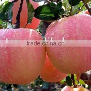 Apple Polyphenols / Phloretin / Phloridzin / Apple Extract thumbnail-4