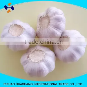 Red Garlic Size6.0cm thumbnail-1