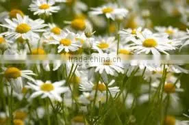 CHAMOMILE ROMAN OIL thumbnail-4