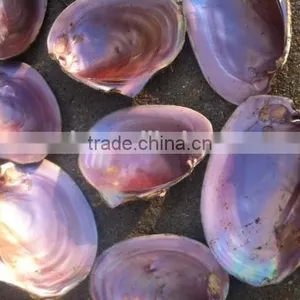 America Mother of Pearl Pink Shell thumbnail-1