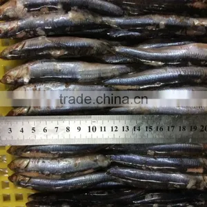 New Landing Sea Frozen Anchovy thumbnail-5