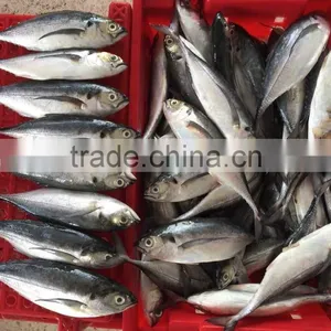 HORSE MACKEREL/ HARDTAIL SCAD/ HARD TAIL SCAD thumbnail-5
