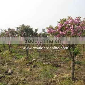 Prunus Serrulata Landscaping Trees thumbnail-2