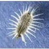 Carrot Seed Oil thumbnail-1