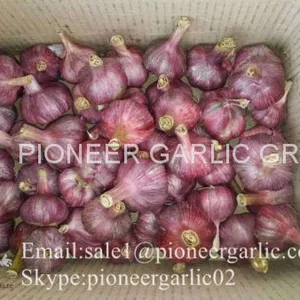 Chinese Natural 5cm Red Garlic Loose Packing In 10kg Box thumbnail-1