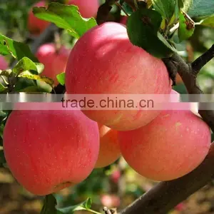 Good Quality Fuji Apple China Red Apple Export thumbnail-1