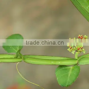 Highj Quality Cissus Quadrangularis Powder Sales thumbnail-3