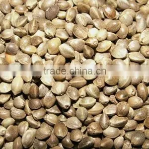 High Quality Hemp Seed Oil thumbnail-4