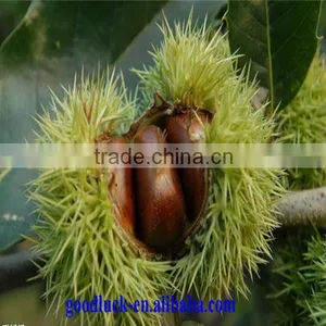 Chinese Good Taste Chestnut(DANDONG) thumbnail-6