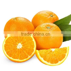 Hot Selling Fresh Navel Orange thumbnail-1
