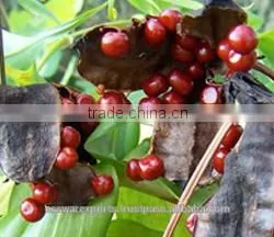 Gloriosa Superba Seed thumbnail-6