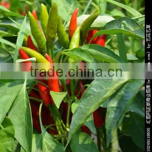 Chinese Dried Red Chilli thumbnail-2