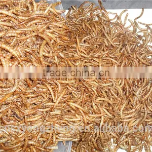 Bird Health Food 2.8 cm Yellow Dried Mealworms thumbnail-2