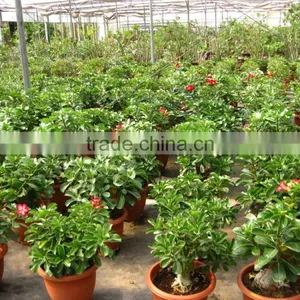 Adenium Obesum ( Desert Rose) thumbnail-3