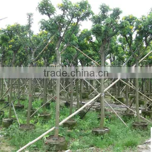 Cassia Surattensis ( Cassia Glauca ) Tropical Tree for Landscaping thumbnail-1
