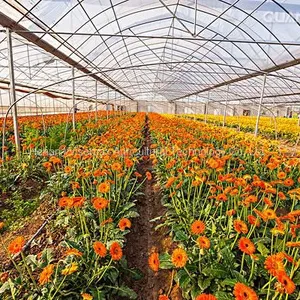 Durable Multi Span Agriculture Equipment Polythene Greenhouse thumbnail-3