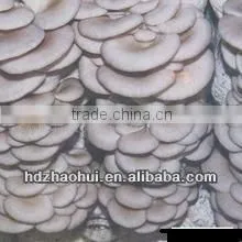 Frozen Oyster Mushroom thumbnail-1