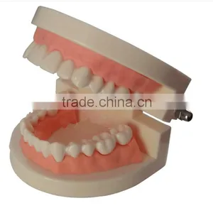 Dental Materials Dental Dental Teaching Supplies Model of Dentures Dental Teeth Model thumbnail-1