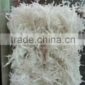 Cordyceps Sinensis Freeze Dryer thumbnail-5