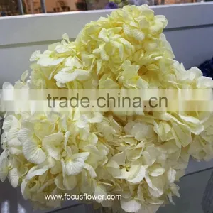 Wholesale Preserved Flower White Hydrangea With High Quality thumbnail-6