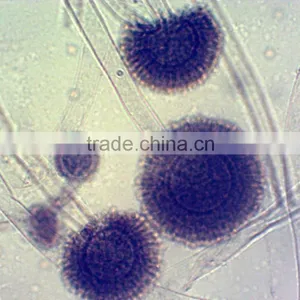 Histology Microscope Prepared Teaching Slides for Microscopes thumbnail-2