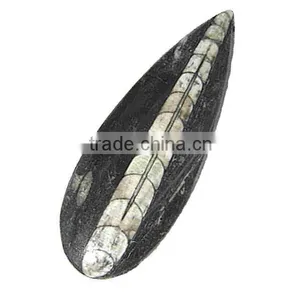 Fossil Specimens, Orthoceras thumbnail-1