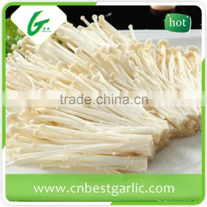 Common Canned Instant Enoki Mushroom Extract thumbnail-1