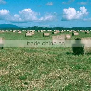Grass Hay , Dry Hay Bale, Rhode Grass Hay, Rhode Hay Bale, Hay for Animal Feeding thumbnail-1