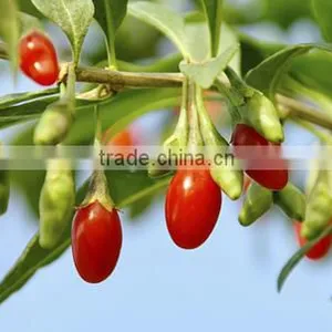 Goji Berry thumbnail-3
