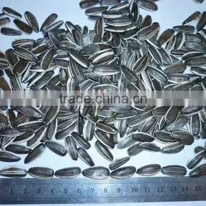 American Type Sunflower Seeds 22/64, 24/64 thumbnail-1