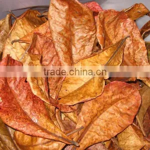 Dried Terminalia Catappa Leaves thumbnail-1