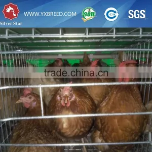 Used Poultry Equipment for Sale thumbnail-1
