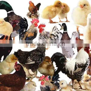 Agricultural Equipment Poultry Scalding Machine Chicken Scalder MJ-70L Used in Slaughtering Houses thumbnail-2