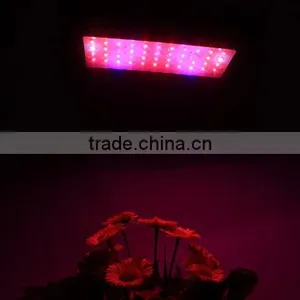 Shenzhen Factory Best Price 150W(55x3W) EPISTAR UFO LED Grow Light For Lettuce Plant Good Quality thumbnail-5